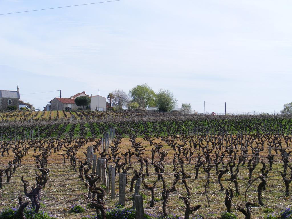 Chambres D'Hotes Vignes Et Loire Drain Exteriör bild